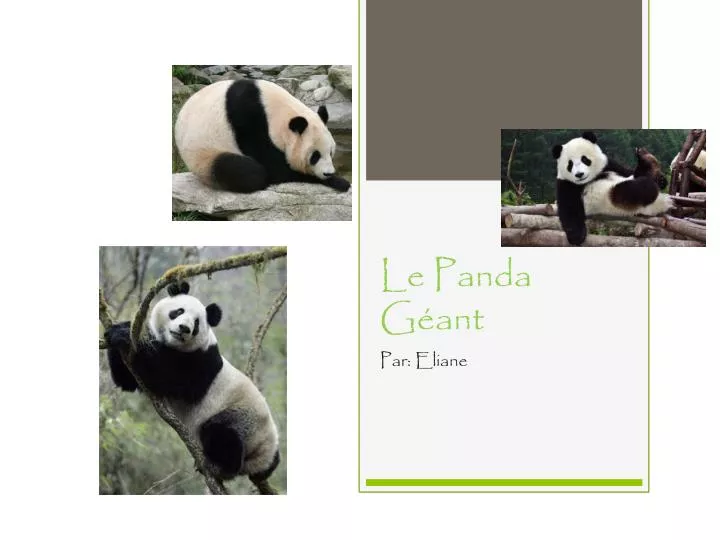 le panda g ant