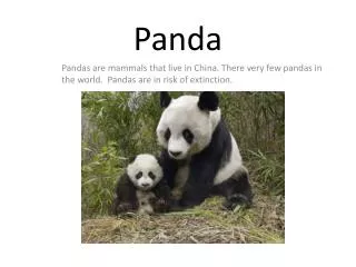 panda