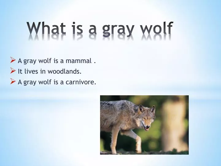 what is a gray wolf