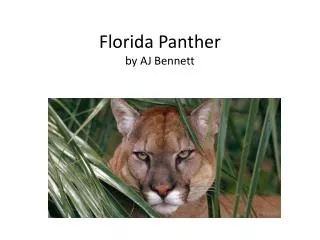 Florida Panther by AJ Bennett