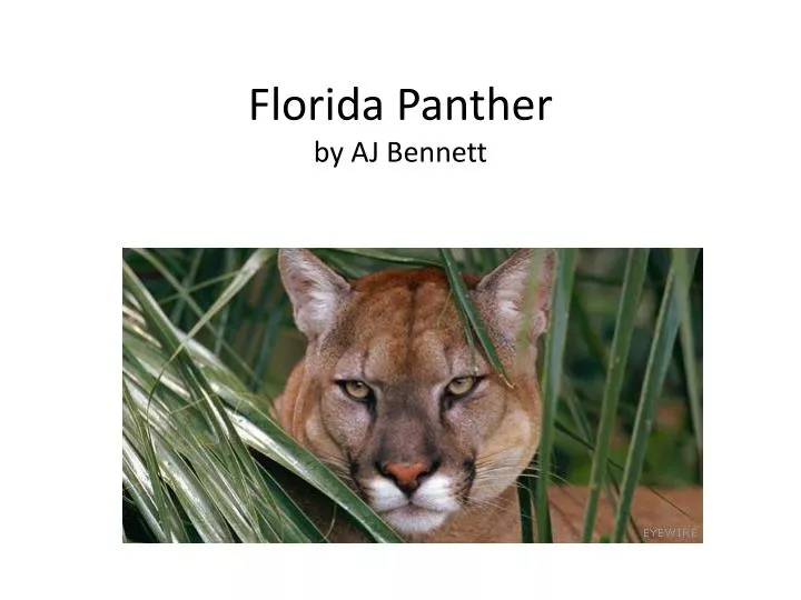 florida panther by aj bennett