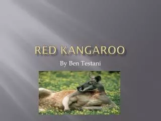 Red Kangaroo