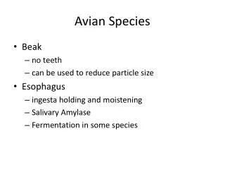 Avian Species