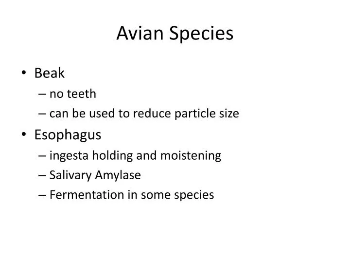 avian species