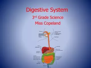 Digestive System