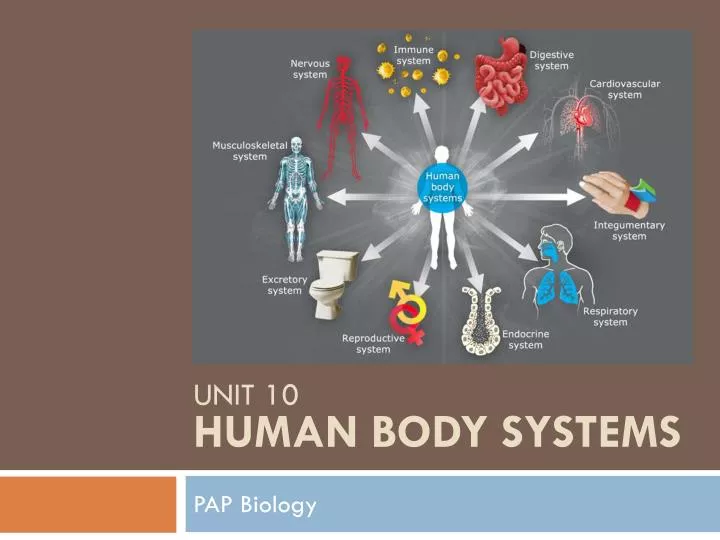 unit 10 human body systems