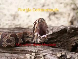 Florida Cottonmouth