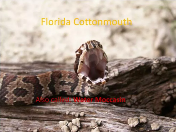 florida cottonmouth