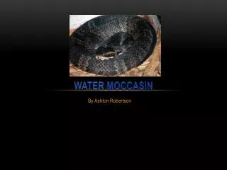 Water Moccasin