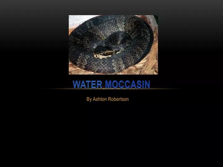 water moccasin