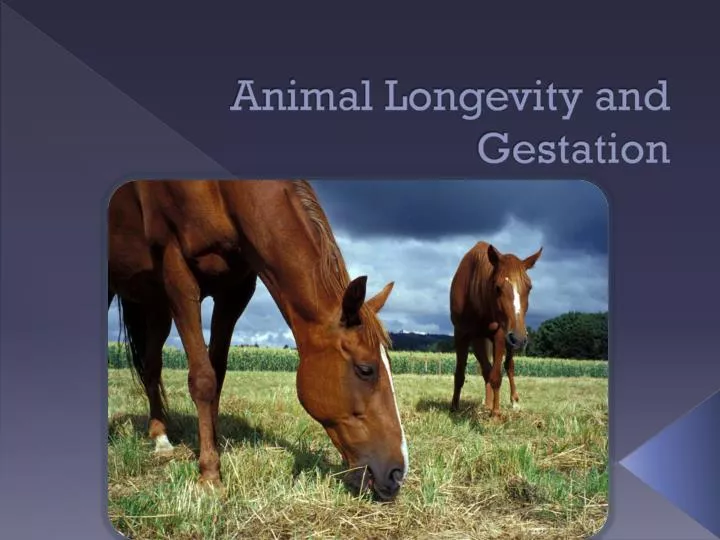 animal longevity and gestation