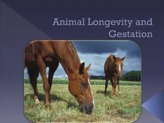 animal longevity and gestation