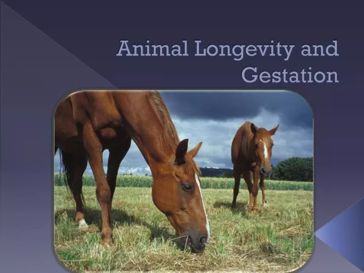 animal longevity and gestation