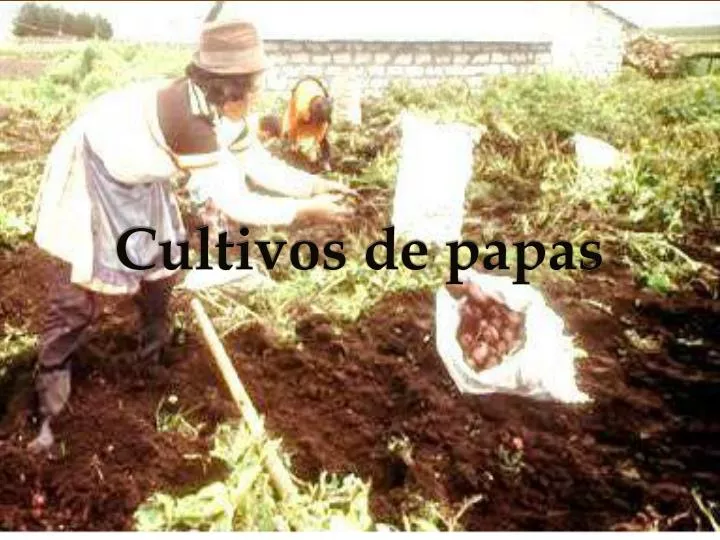 cultivos de papas