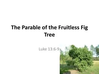The Parable of the Fruitless Fig Tree