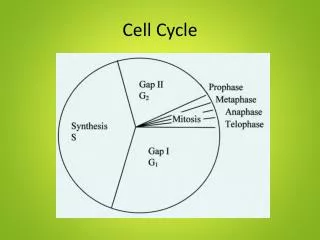 cell cycle