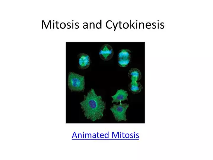 mitosis and cytokinesis