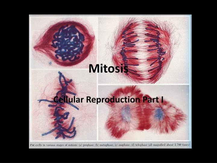 mitosis