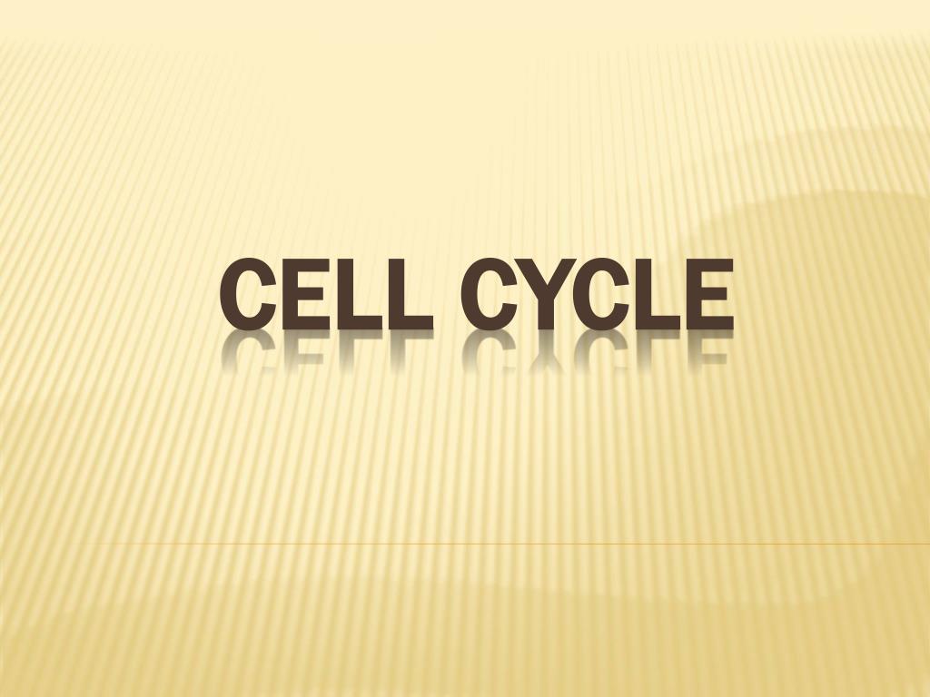 PPT - Cell Cycle PowerPoint Presentation, free download - ID:2676141