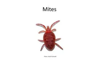 Mites