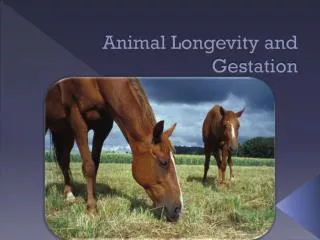 Animal Longevity and Gestation