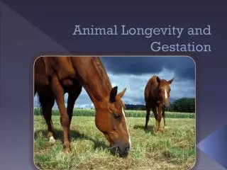 Animal Longevity and Gestation