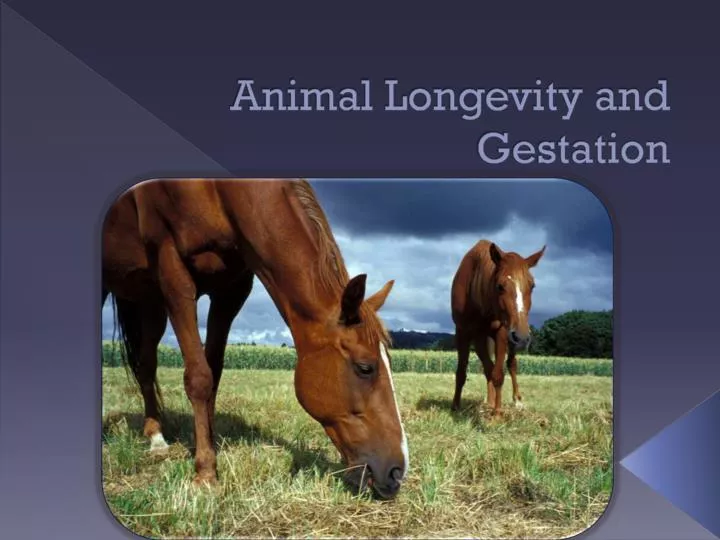 animal longevity and gestation