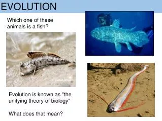 evolution