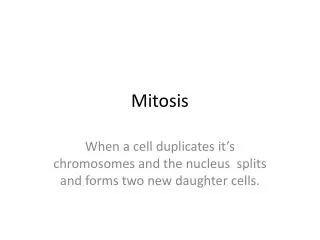 mitosis