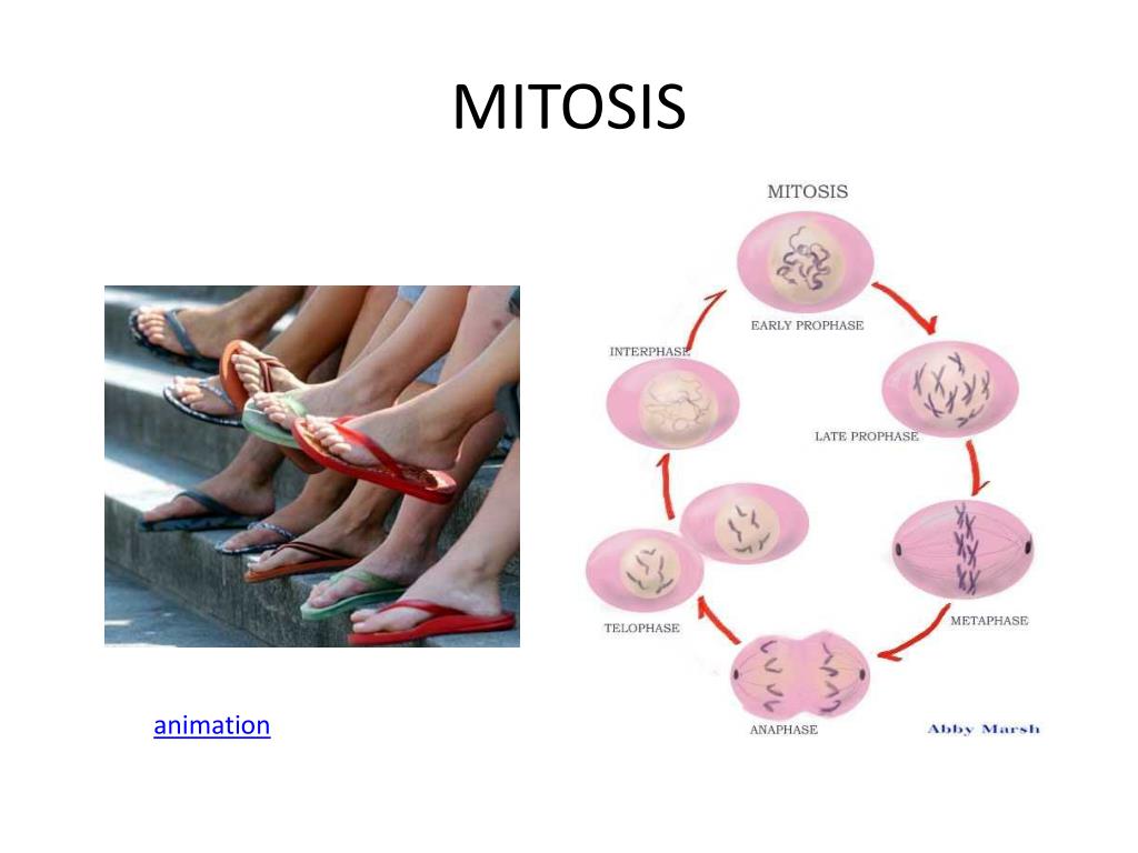 PPT - MITOSIS PowerPoint Presentation, free download - ID:2676546