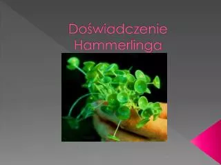 do wiadczenie hammerlinga