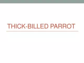 thick billed parrot