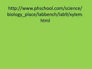 phschool/science/biology_place/labbench/lab9/xylem.html