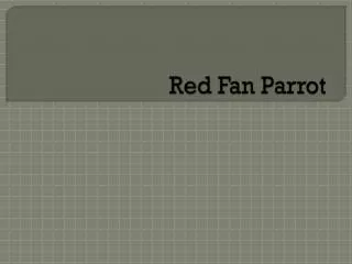 Red Fan Parrot