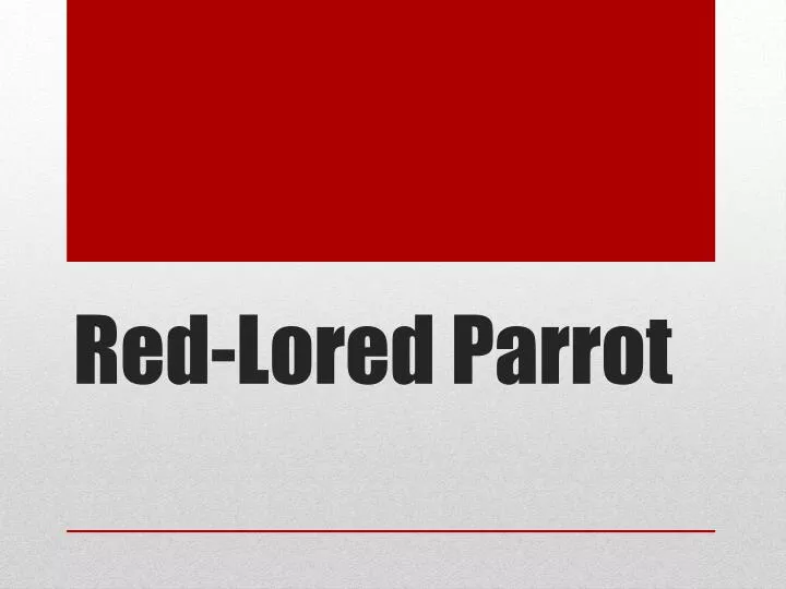 red lored parrot
