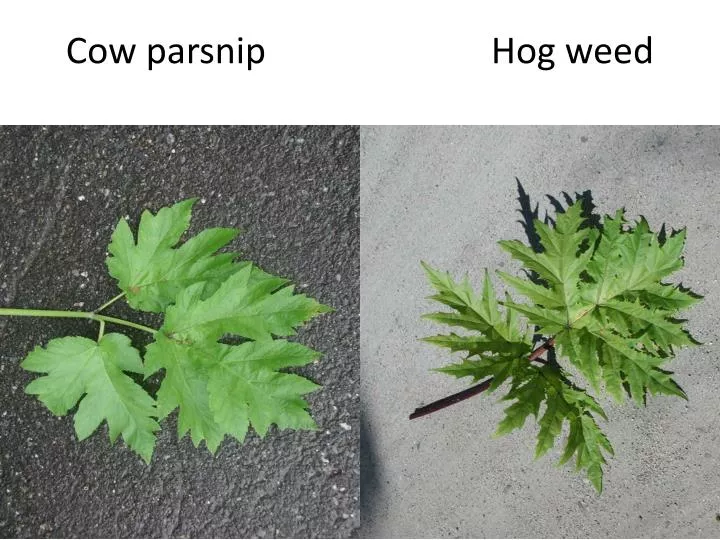 cow parsnip hog weed