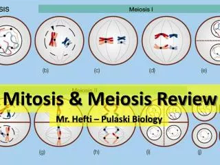 Mitosis &amp; Meiosis Review