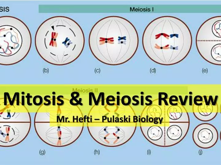 mitosis meiosis review