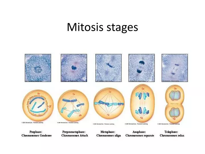 mitosis stages