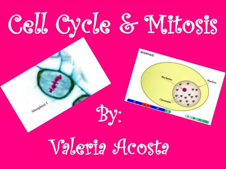 cell cycle mitosis