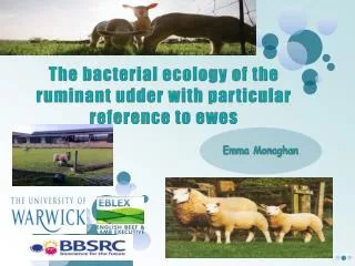 The bacterial ecology of the ruminant udder with particular reference to ewes