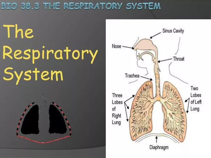 the r espiratory system