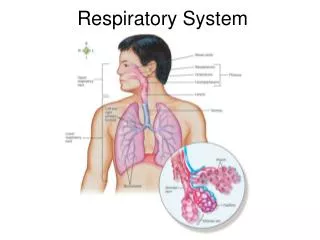 Respiratory System