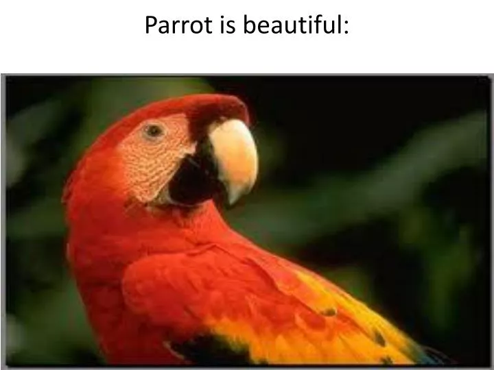 parrot is beautiful