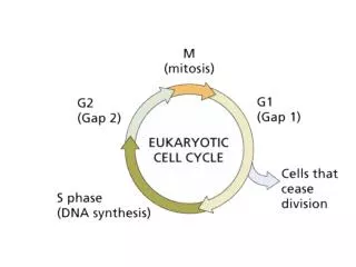 cellsalive/cell_cycle.htm