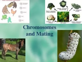 Chromosomes and Mating