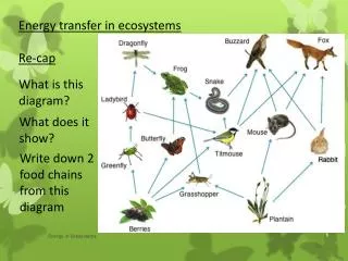 Energy transfer in ecosystems Re-cap