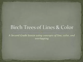 Birch Trees of Lines &amp; Color