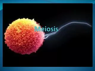 Meiosis