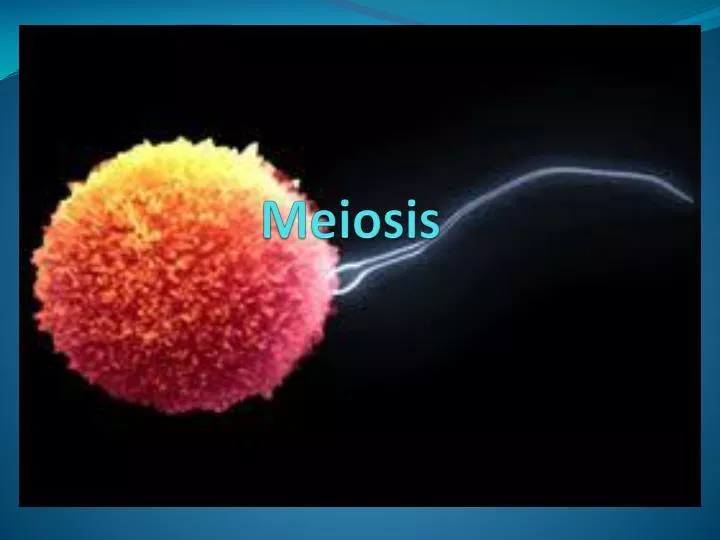 meiosis